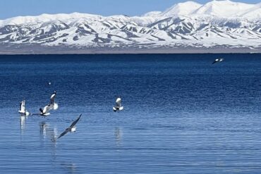 Qinghai lake/Kokonor