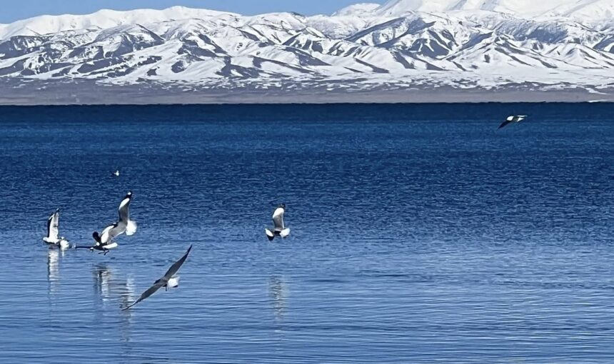 Qinghai Lake: The Azure Heart of the Plateau