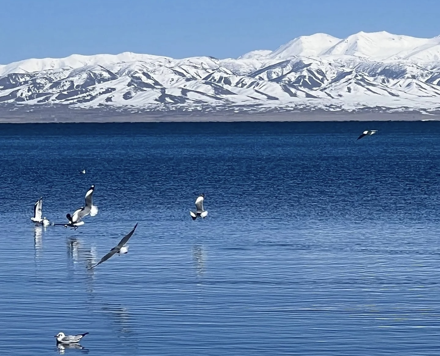 Qinghai lake/Kokonor