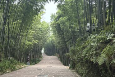 Shunan Bamboo Forest