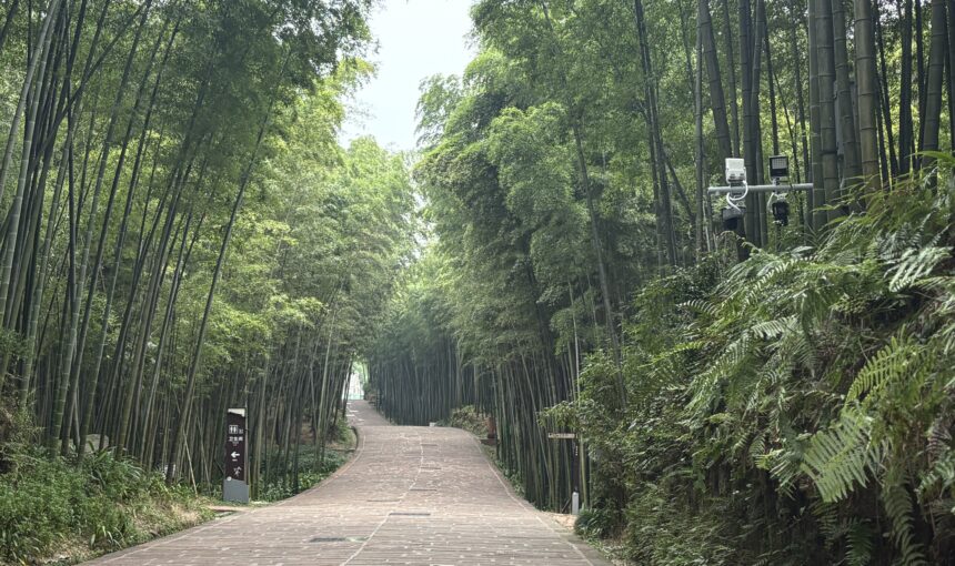 Shunan Bamboo Forest (蜀南竹海)
