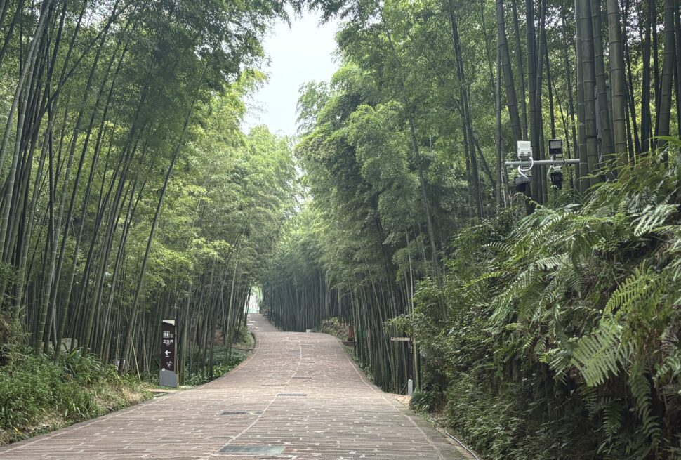 Shunan Bamboo Forest