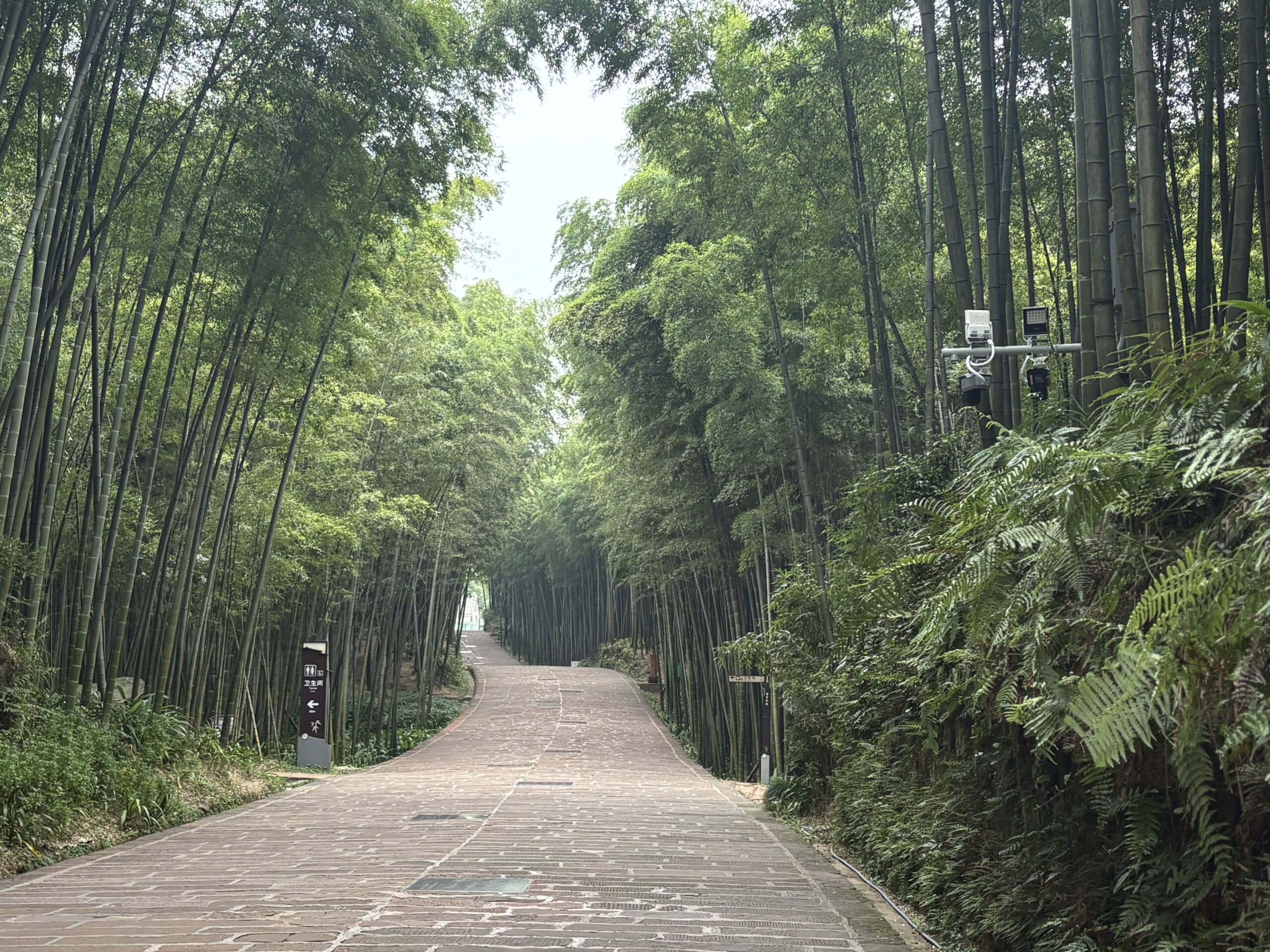 Shunan Bamboo Forest