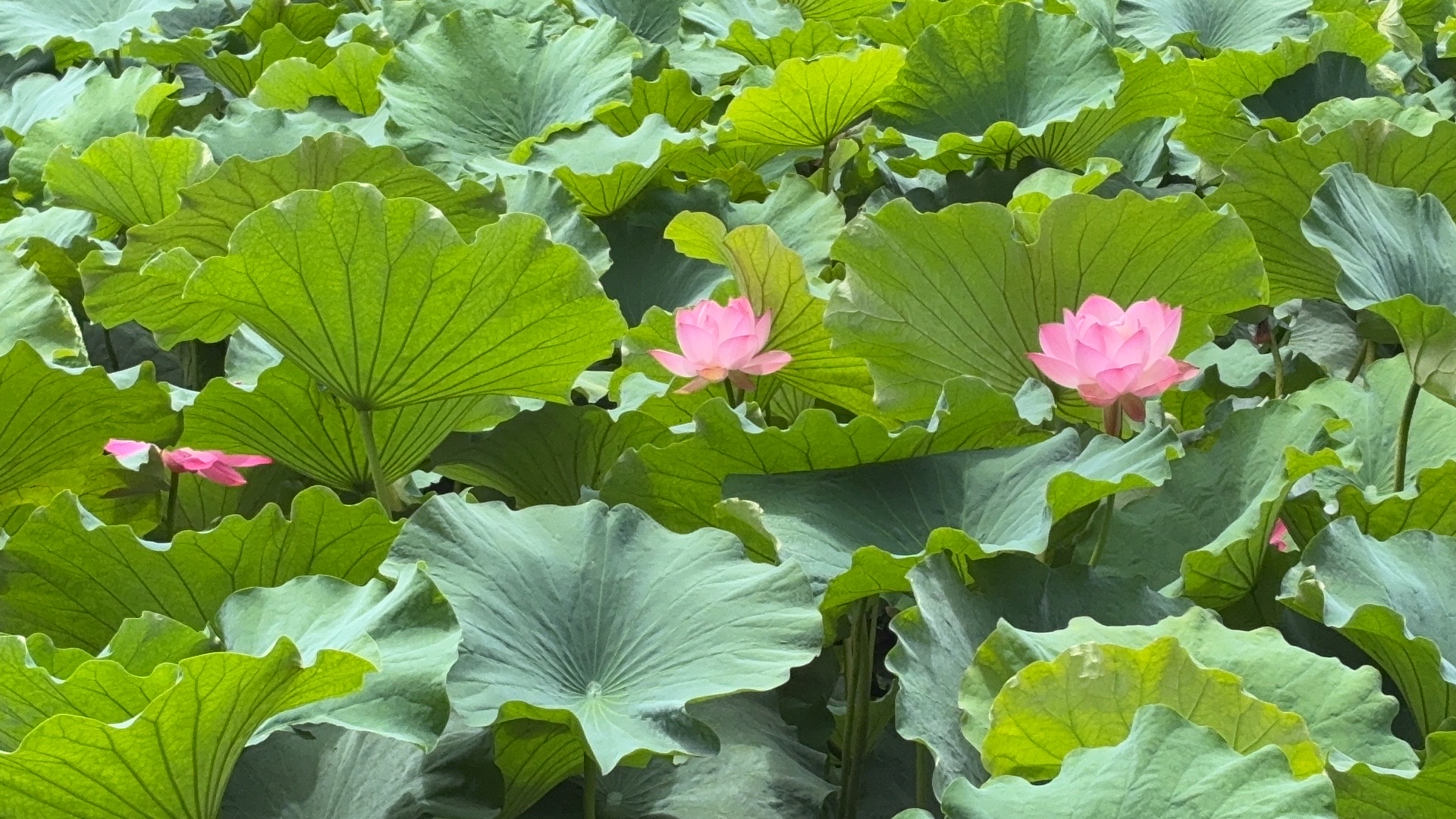 Green lake park