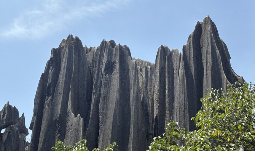 Stone Forest