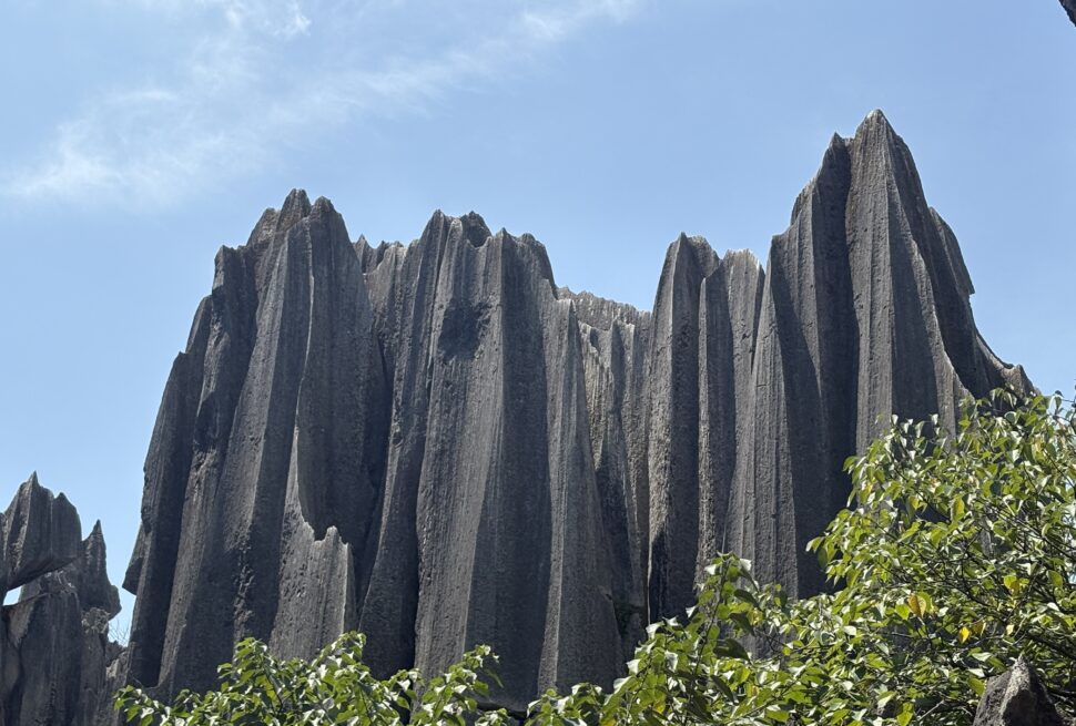 Stone Forest