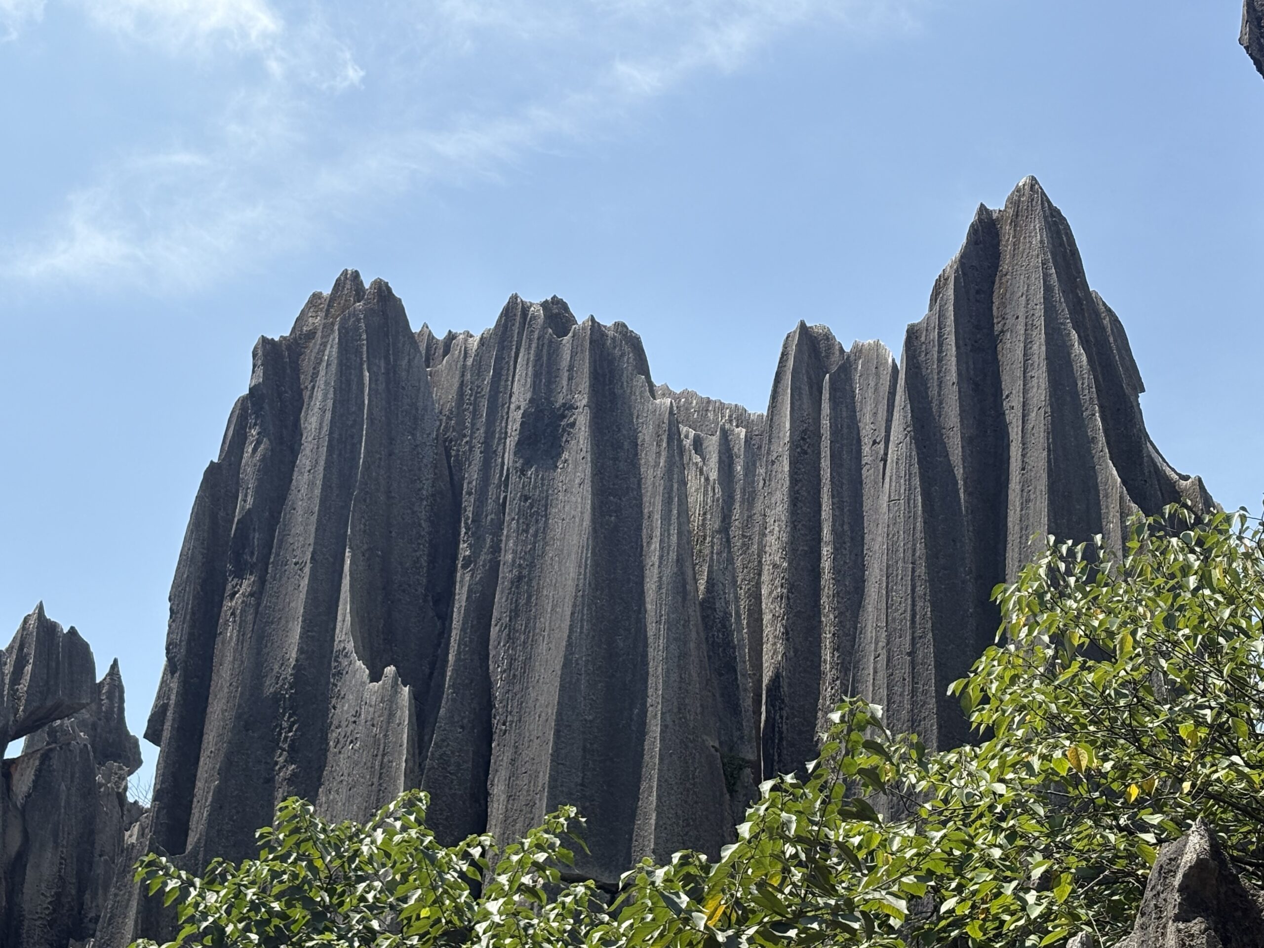 Stone Forest