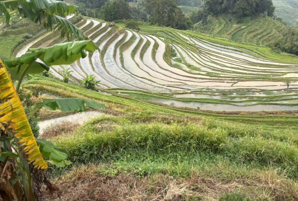 Yuanyang Rice Terraces
