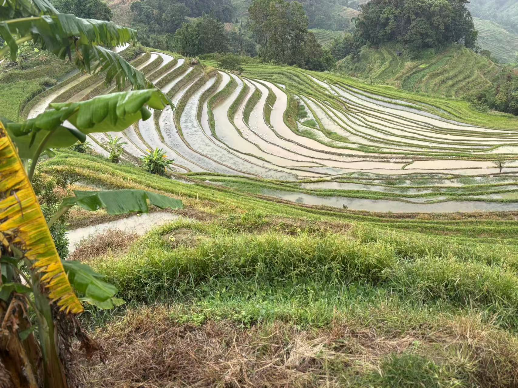 Yuanyang Rice Terraces